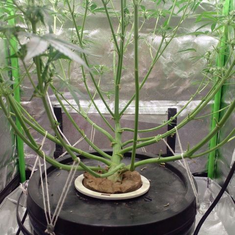 Watermelon Zkittlez growlog timeline photo