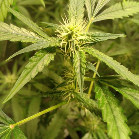 Watermelon Zkittlez growlog timeline photo