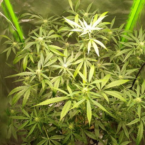 Watermelon Zkittlez growlog timeline photo