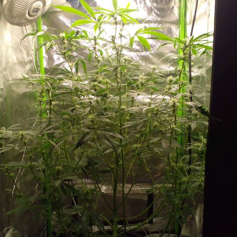 Watermelon Zkittlez growlog timeline photo