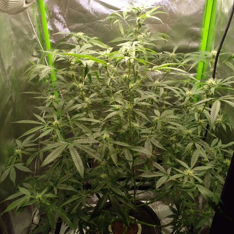 Watermelon Zkittlez growlog timeline photo