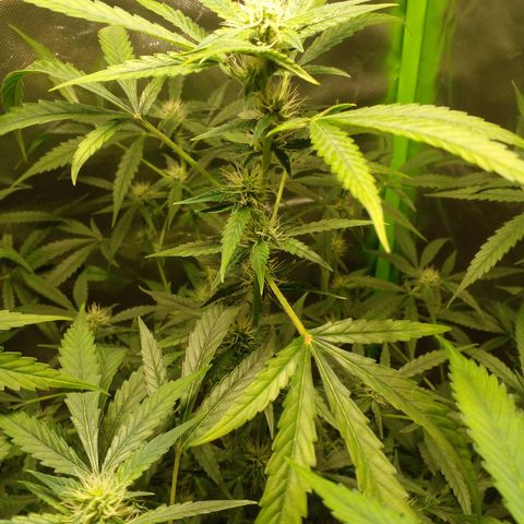 Watermelon Zkittlez growlog timeline photo