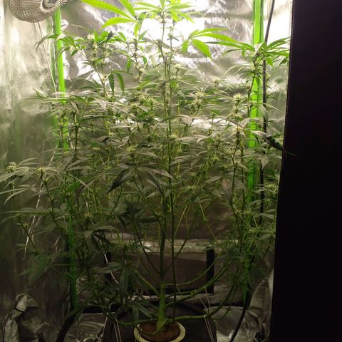 Watermelon Zkittlez growlog timeline photo