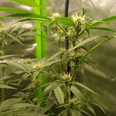 Watermelon Zkittlez growlog timeline photo