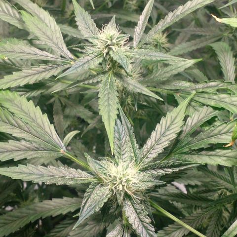 Watermelon Zkittlez growlog timeline photo