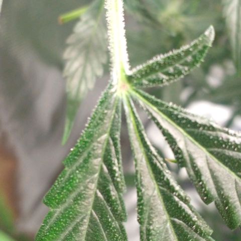 Watermelon Zkittlez growlog timeline photo