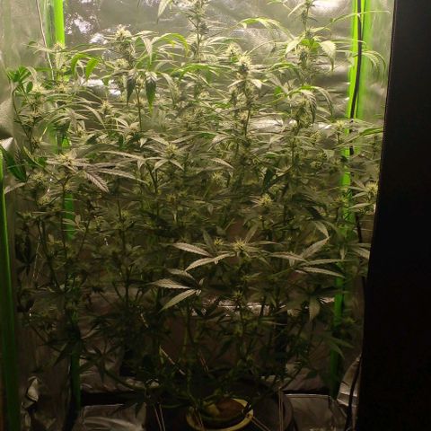 Watermelon Zkittlez growlog timeline photo