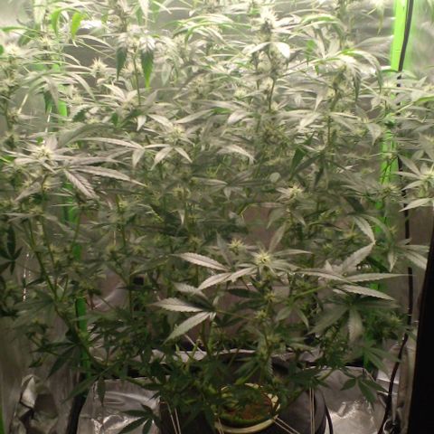 Watermelon Zkittlez growlog timeline photo