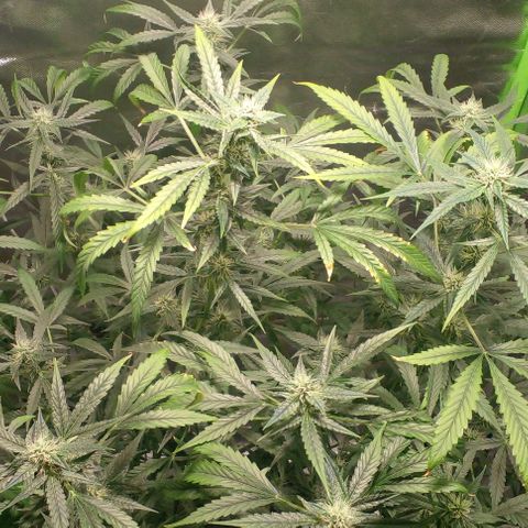 Watermelon Zkittlez growlog timeline photo