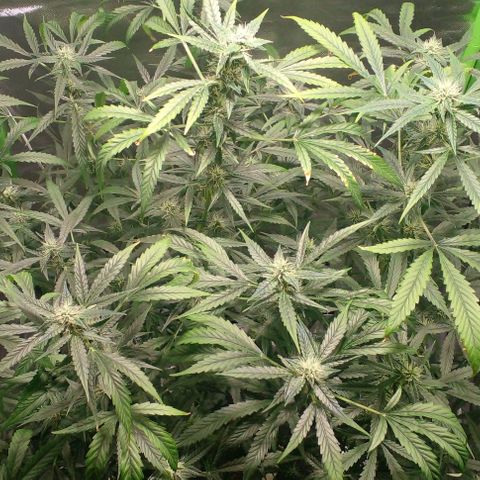 Watermelon Zkittlez growlog timeline photo