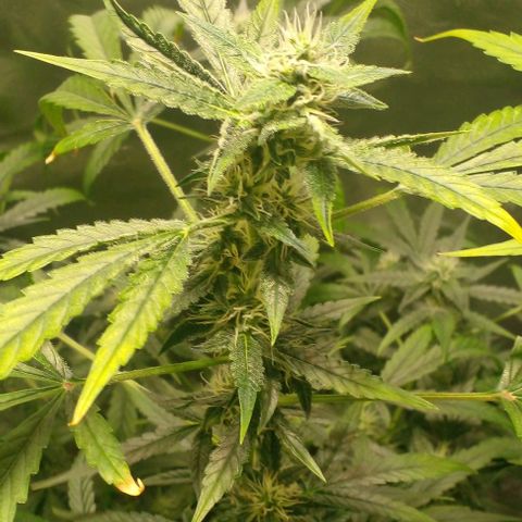 Watermelon Zkittlez growlog timeline photo