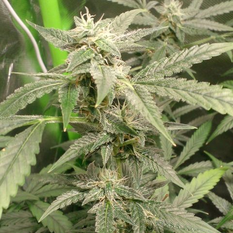 Watermelon Zkittlez growlog timeline photo
