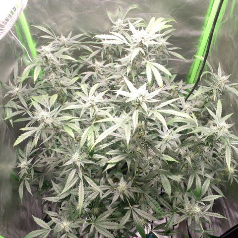 Watermelon Zkittlez growlog timeline photo