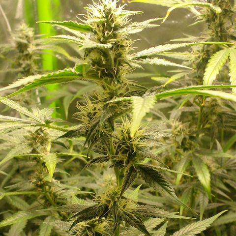 Watermelon Zkittlez growlog timeline photo