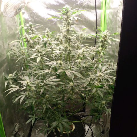 Watermelon Zkittlez growlog timeline photo