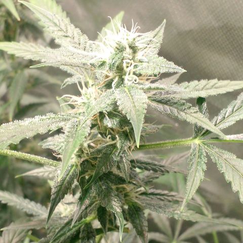 Watermelon Zkittlez growlog timeline photo