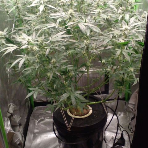 Watermelon Zkittlez growlog timeline photo