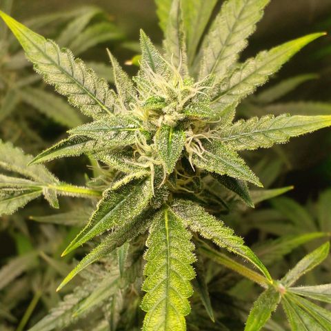 Watermelon Zkittlez growlog timeline photo
