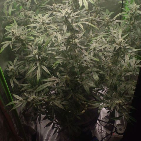 Watermelon Zkittlez growlog timeline photo