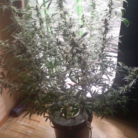 Watermelon Zkittlez growlog timeline photo