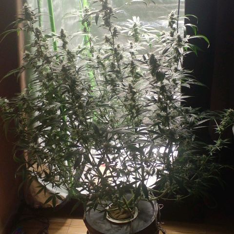 Watermelon Zkittlez growlog timeline photo