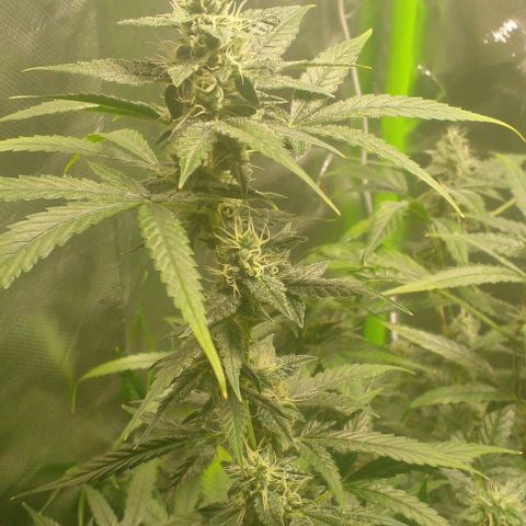 Watermelon Zkittlez growlog timeline photo