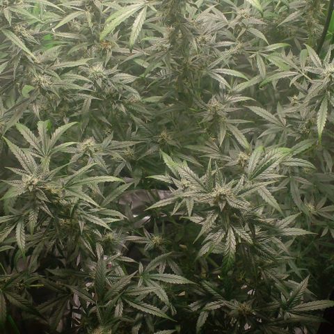 Watermelon Zkittlez growlog timeline photo