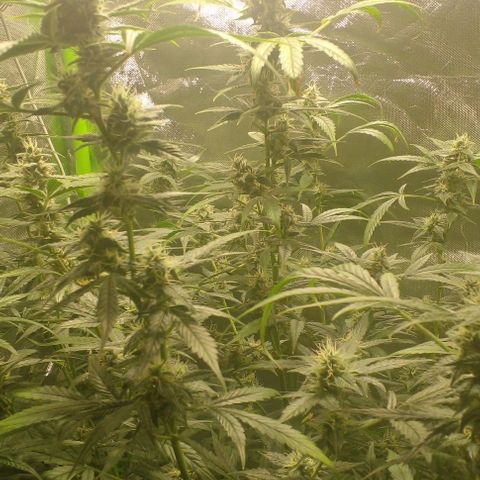 Watermelon Zkittlez growlog timeline photo