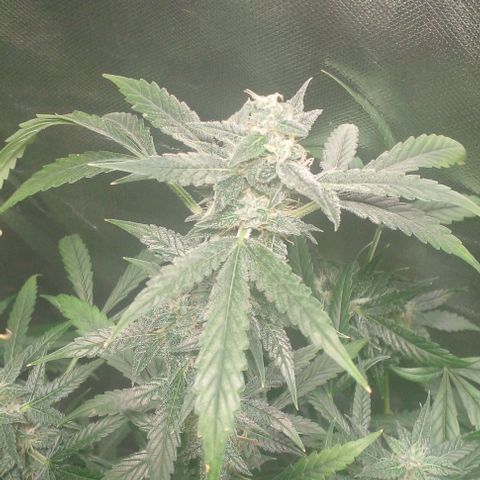 Watermelon Zkittlez growlog timeline photo