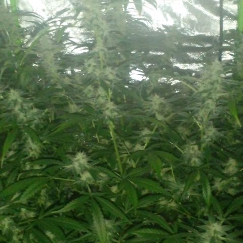 Watermelon Zkittlez growlog timeline photo
