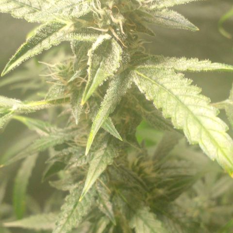 Watermelon Zkittlez growlog timeline photo