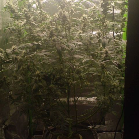 Watermelon Zkittlez growlog timeline photo