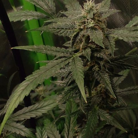 Watermelon Zkittlez growlog timeline photo