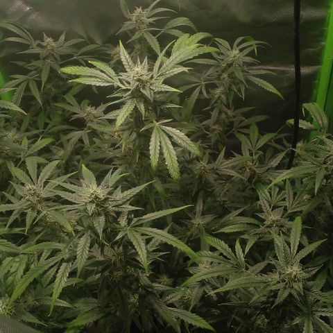 Watermelon Zkittlez growlog timeline photo