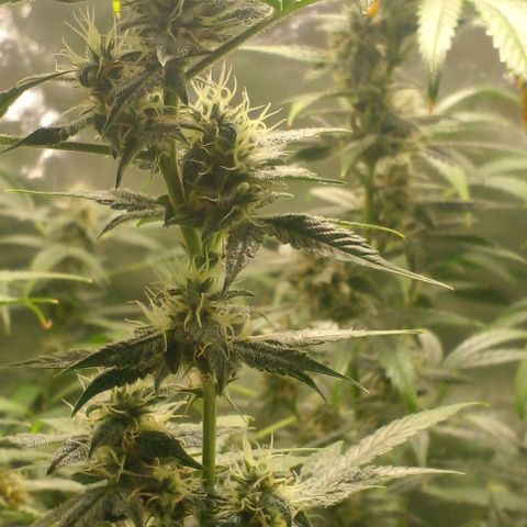 Watermelon Zkittlez growlog timeline photo