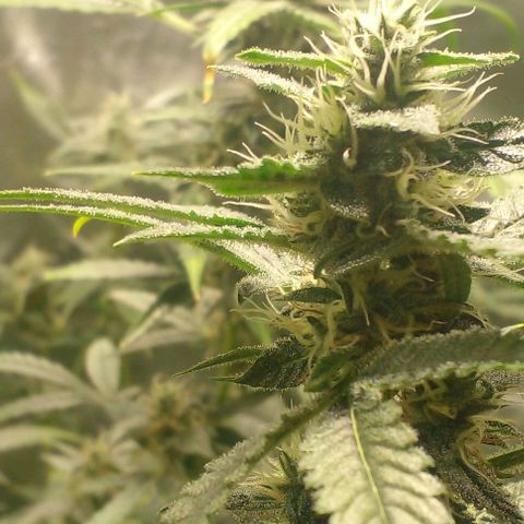 Watermelon Zkittlez growlog timeline photo