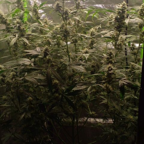 Watermelon Zkittlez growlog timeline photo