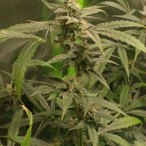 Watermelon Zkittlez growlog timeline photo