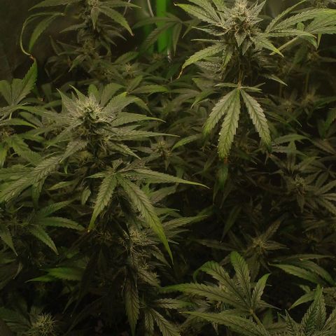 Watermelon Zkittlez growlog timeline photo