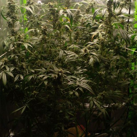 Watermelon Zkittlez growlog timeline photo