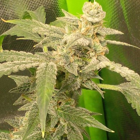 Watermelon Zkittlez growlog timeline photo