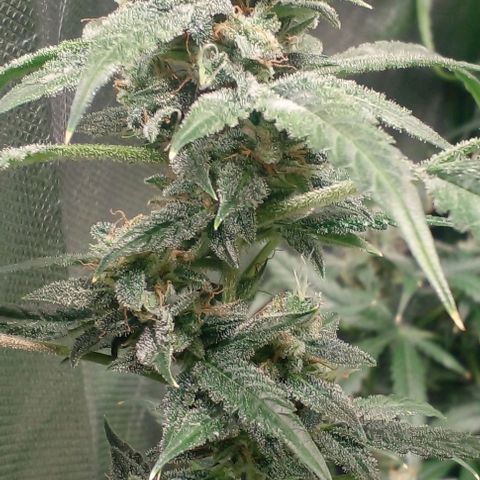 Watermelon Zkittlez growlog timeline photo