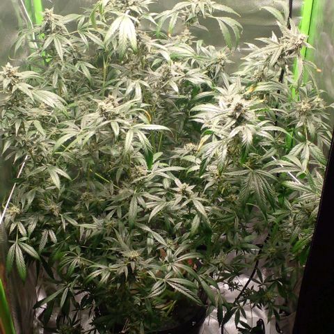 Watermelon Zkittlez growlog timeline photo