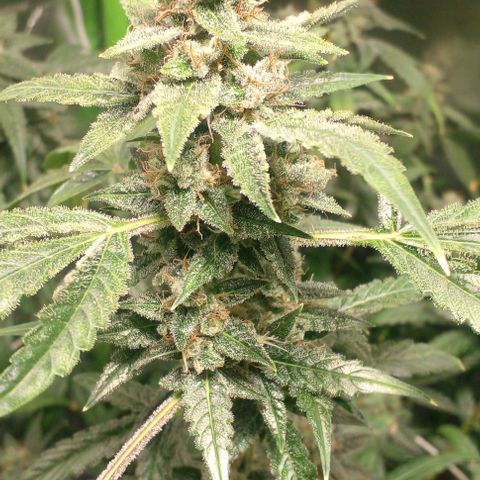 Watermelon Zkittlez growlog timeline photo
