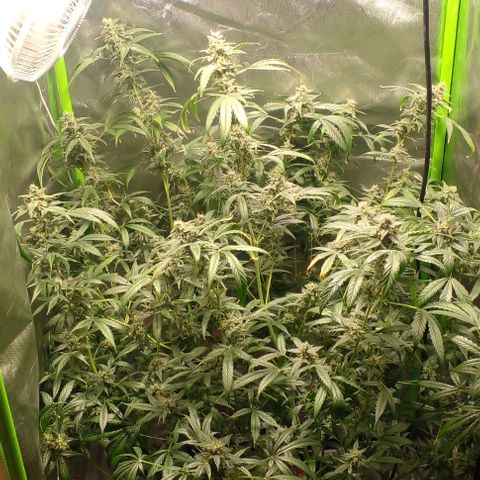 Watermelon Zkittlez growlog timeline photo