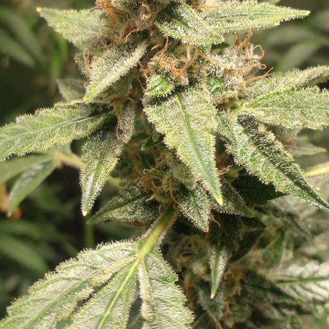 Watermelon Zkittlez growlog timeline photo