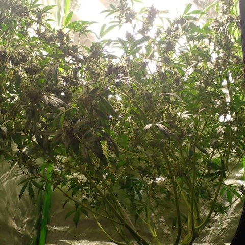 Watermelon Zkittlez growlog timeline photo