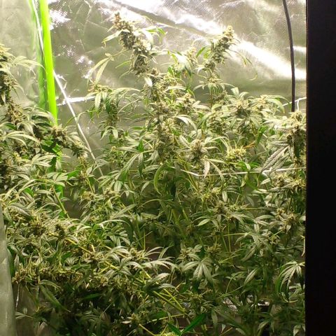 Watermelon Zkittlez growlog timeline photo