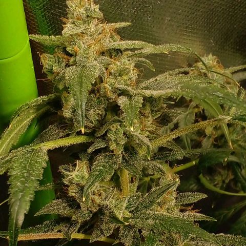 Watermelon Zkittlez growlog timeline photo
