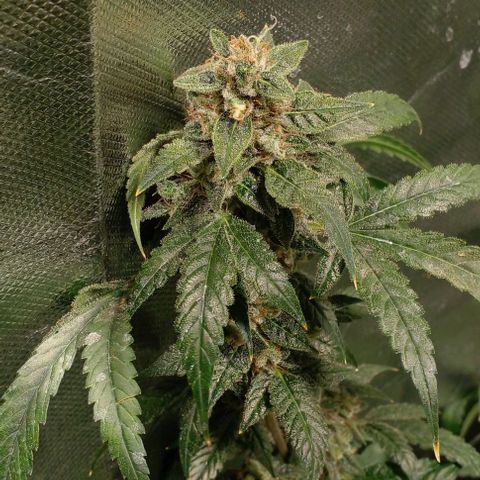 Watermelon Zkittlez growlog timeline photo